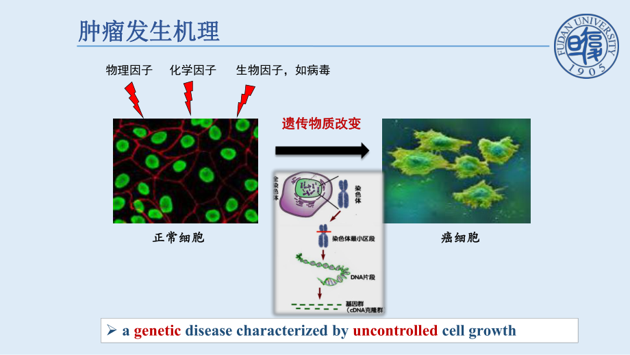 癌基因与抑癌基因课件.pptx_第3页