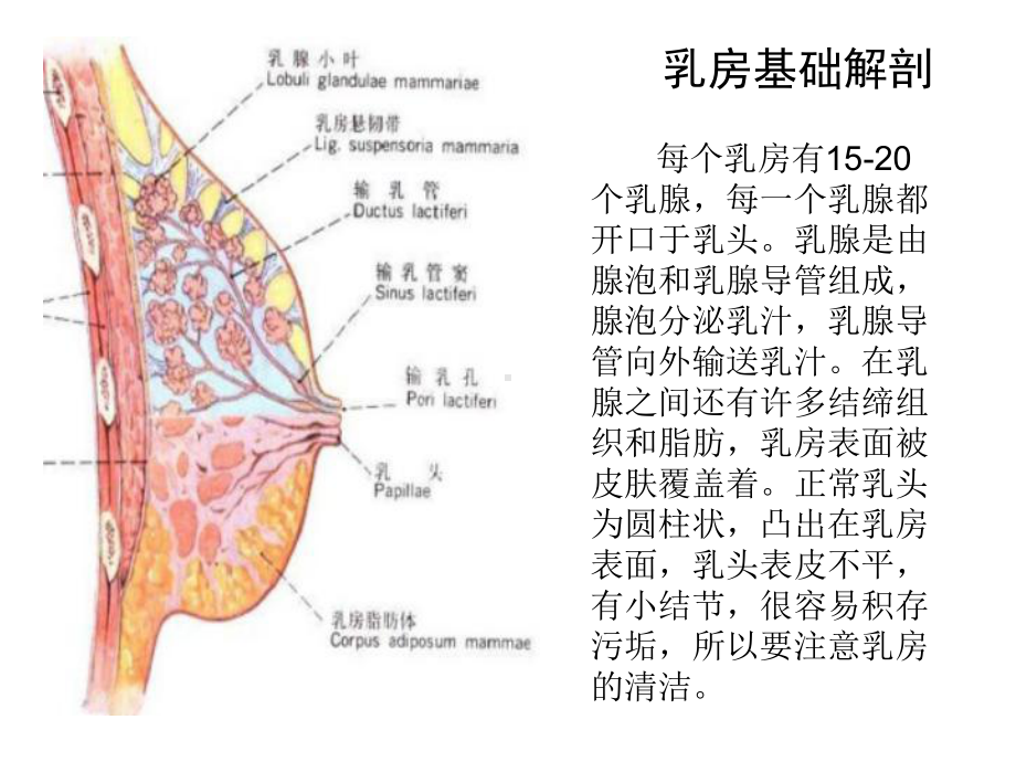 孕期乳房保健课件.ppt_第3页