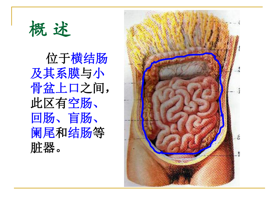 结肠下区课件（精）.ppt_第3页