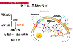 第三章单糖代谢课件.ppt