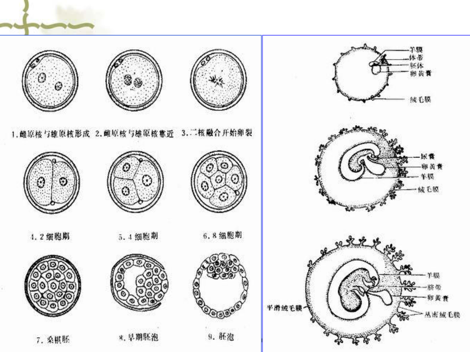 第十九章妊娠滋养细胞疾病课件.ppt_第3页