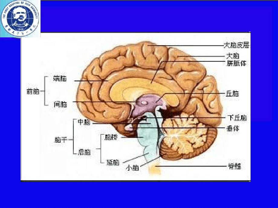 垂体危象的预防临床表现及治疗课件.ppt_第2页