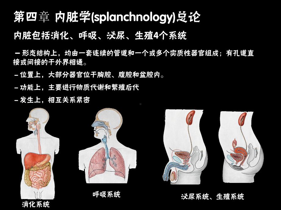 第1次课内脏、消化管一课件.ppt_第2页