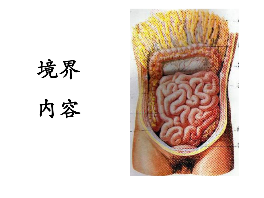 第四章：腹部4结肠下区 局部解剖学 人体解剖学 国家级课程课件 .ppt_第2页