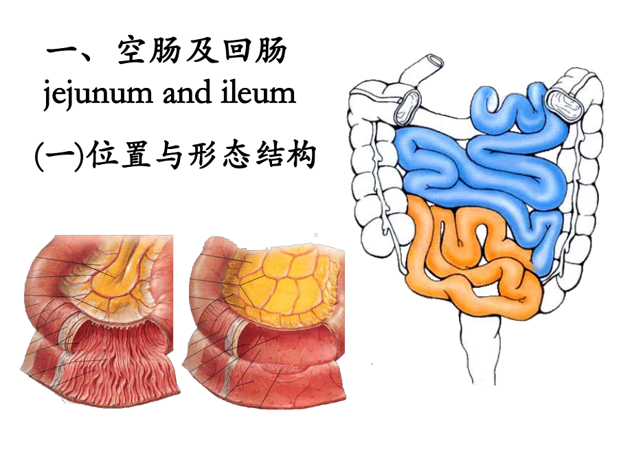 第四章：腹部4结肠下区 局部解剖学 人体解剖学 国家级课程课件 .ppt_第3页