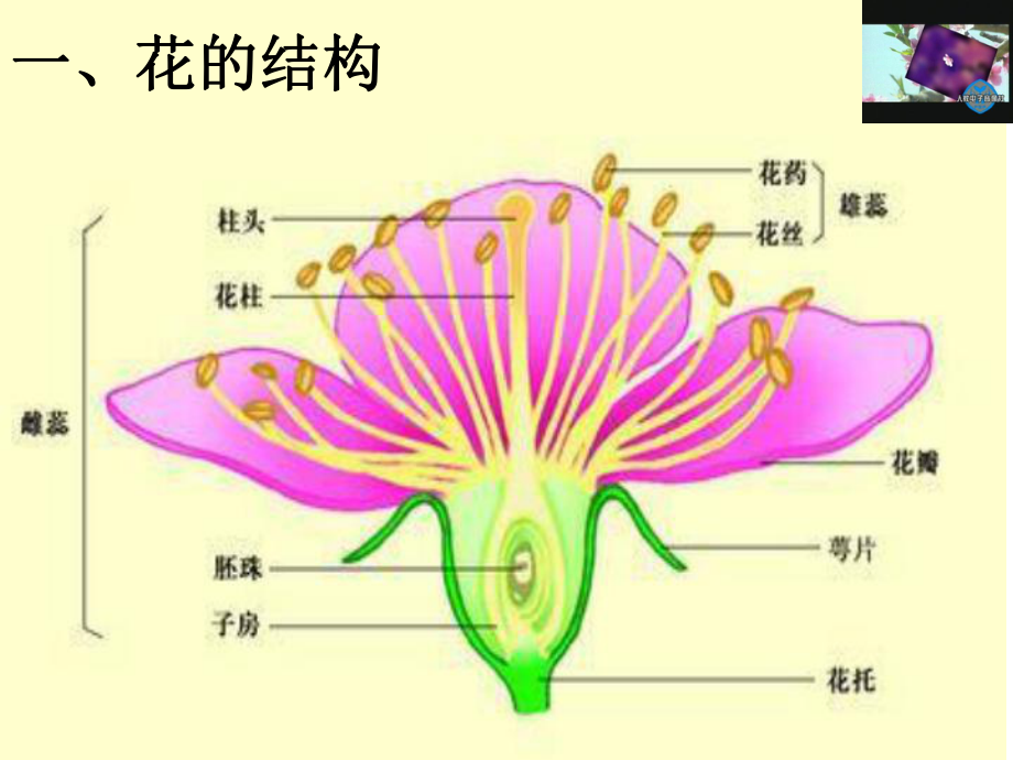 人教版初中生物七上开花和结果教学课件3.ppt_第3页