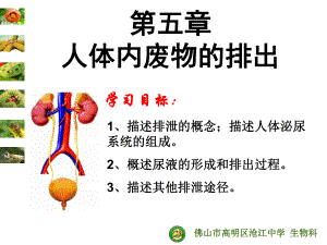 人体内废物的排出沧江中学课件.ppt