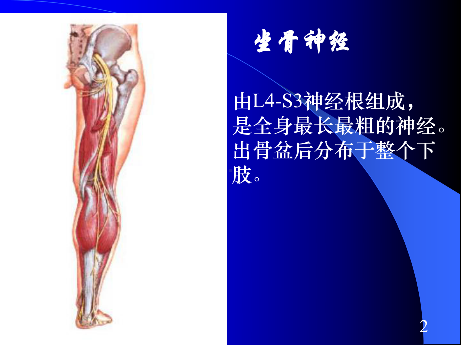 周围神经病20100914课件.ppt_第3页