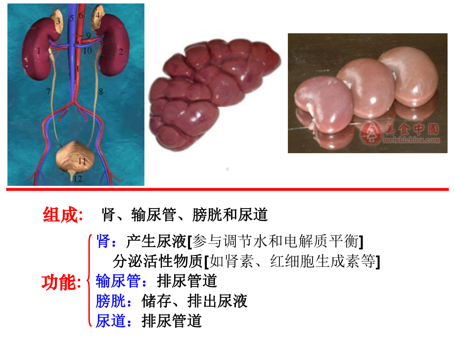 兽医组织胚胎学泌尿系统课件.ppt_第2页