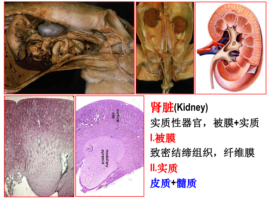 兽医组织胚胎学泌尿系统课件.ppt_第3页