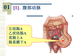 系统解剖学实验图片考试课件.ppt