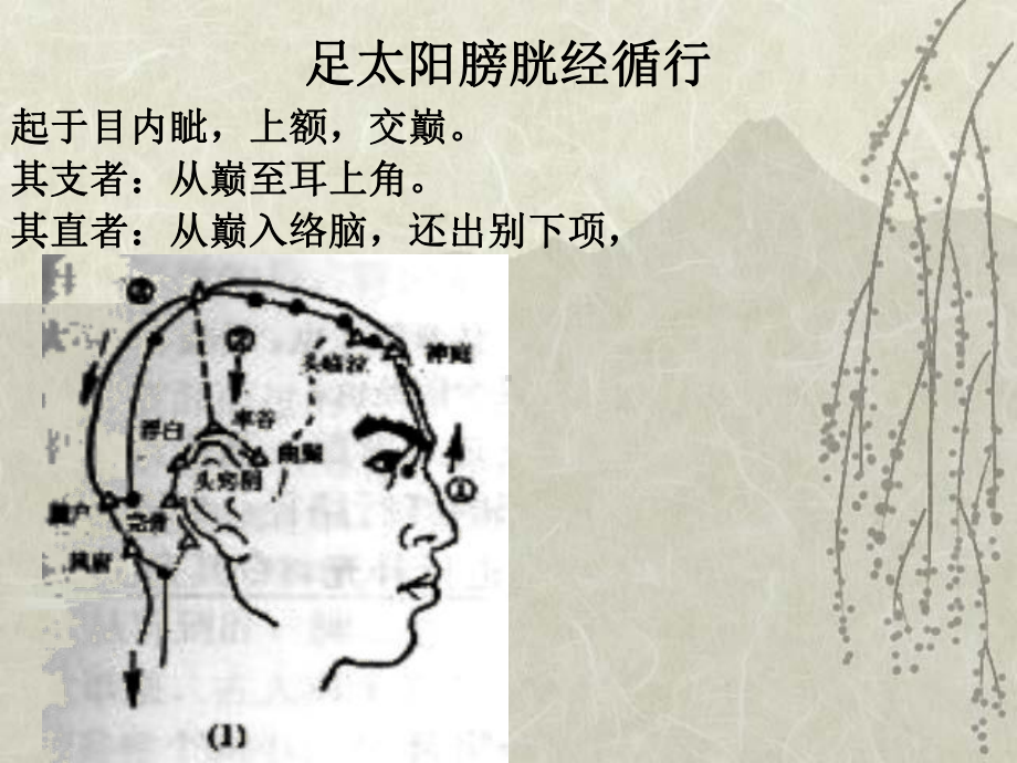 足太阳膀胱经(the Bladder Meridian of FootTaiyang,BL)课件.ppt_第3页