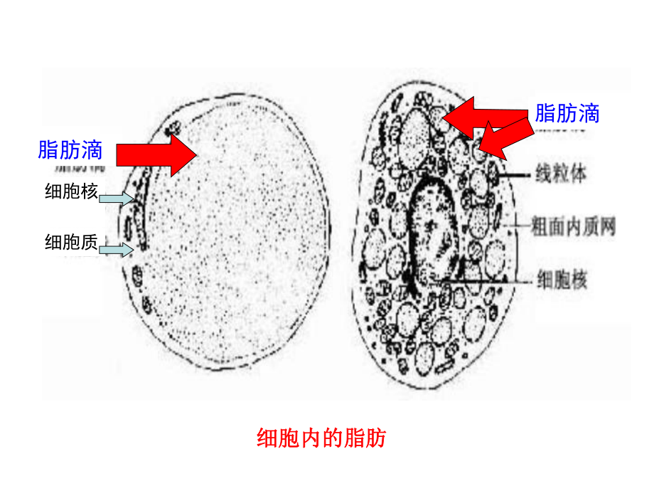 第8章 脂质与生物膜课件.ppt_第3页