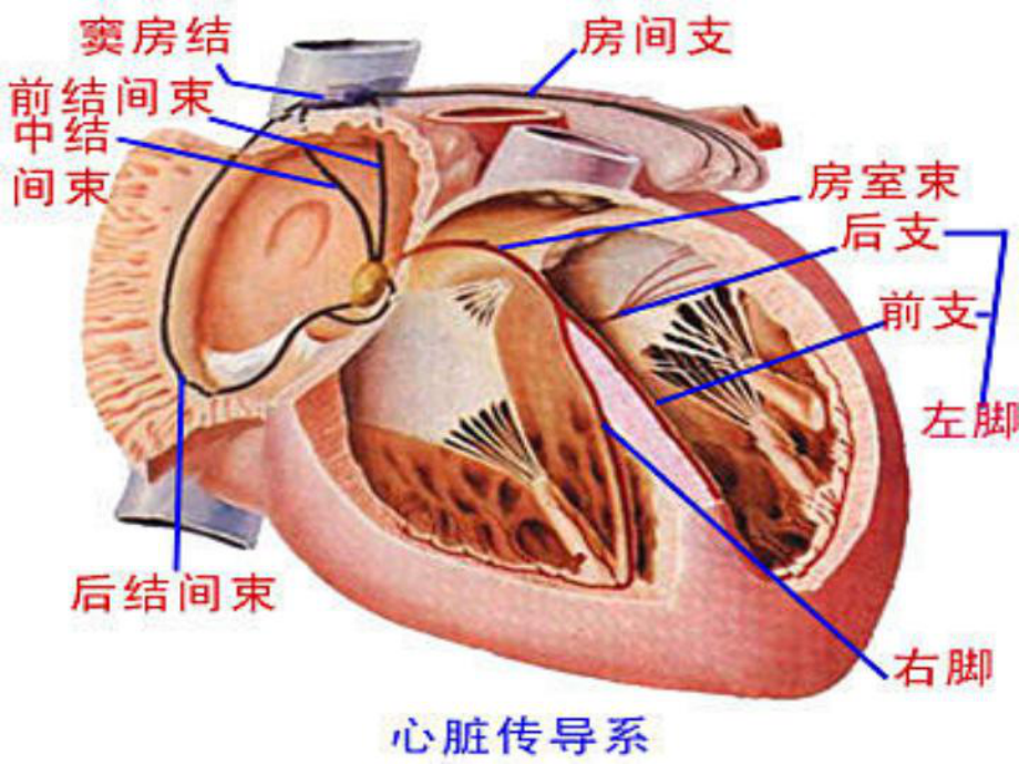 内科护理学课程课件17心脏瓣膜病.ppt_第3页