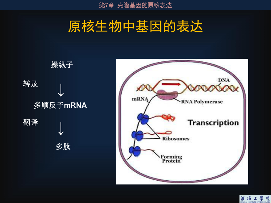 克隆基因的表达课件.ppt_第3页