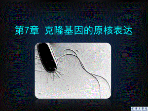 克隆基因的表达课件.ppt