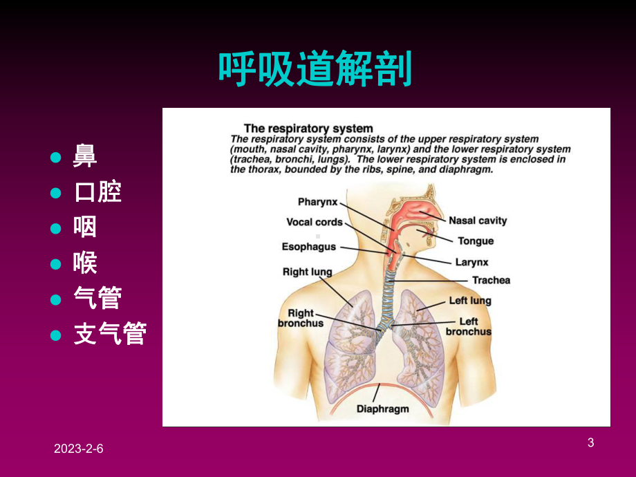 气道的开放与管理课件.ppt_第3页