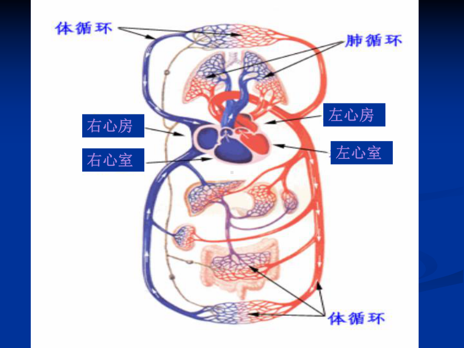 现代医学基础03局部血液循环障碍（上）课件.ppt_第3页