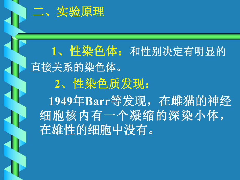 人体X性染色质的观察一课件.ppt_第2页