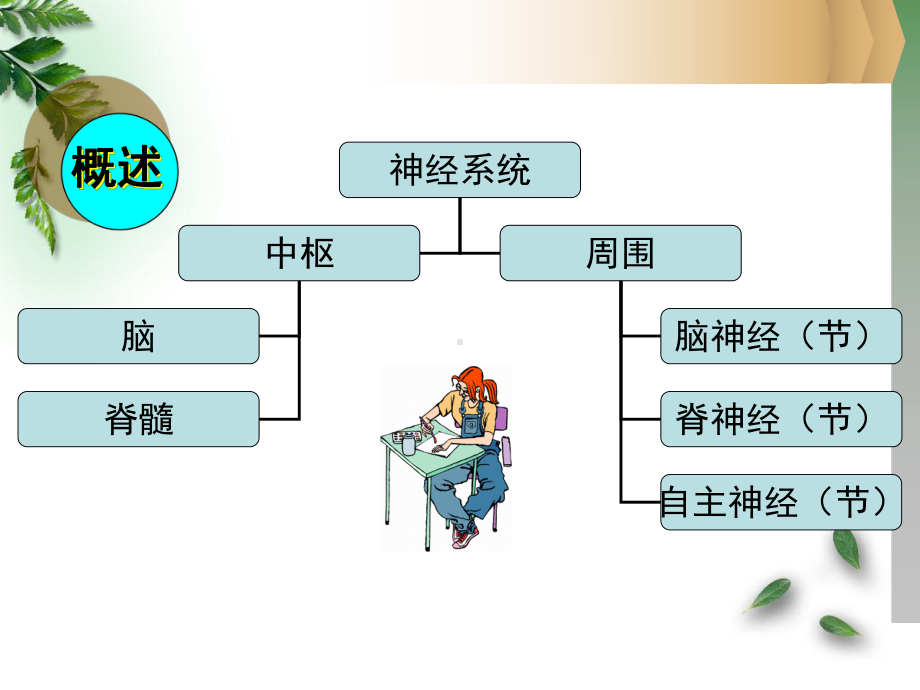 组织胚胎学 第8章 神经系统课件.ppt_第2页