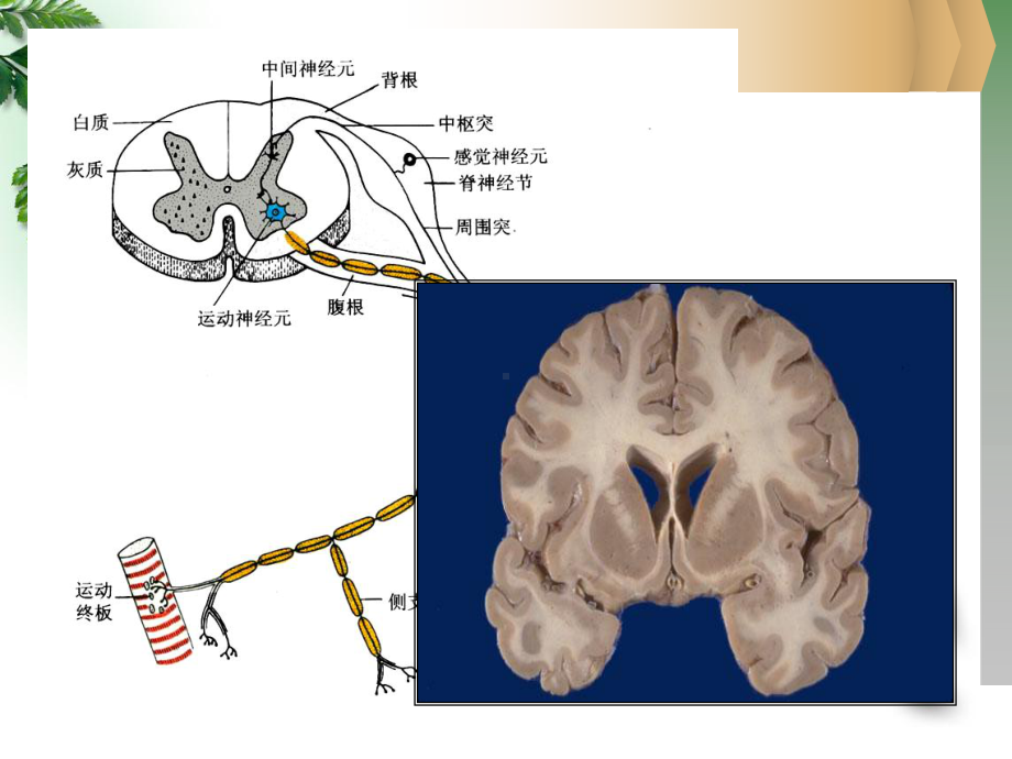 组织胚胎学 第8章 神经系统课件.ppt_第3页