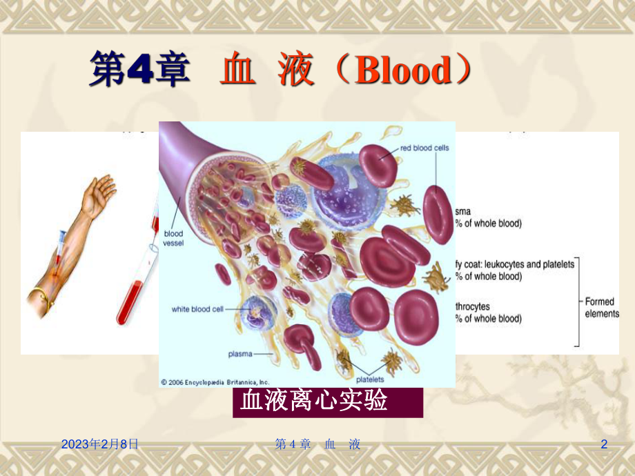 组织学与胚胎学血液课件讲义.ppt_第2页