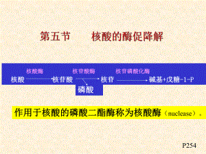 第六章 核酸化学yu代谢2课件讲义.ppt