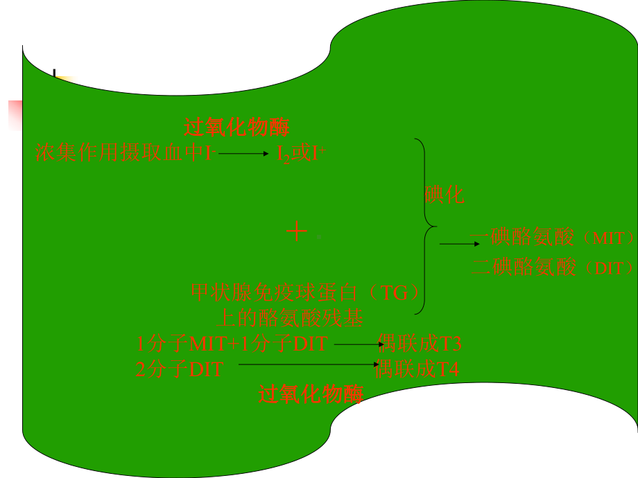 甲状腺激素及抗甲状腺药(同名536)课件.ppt_第3页