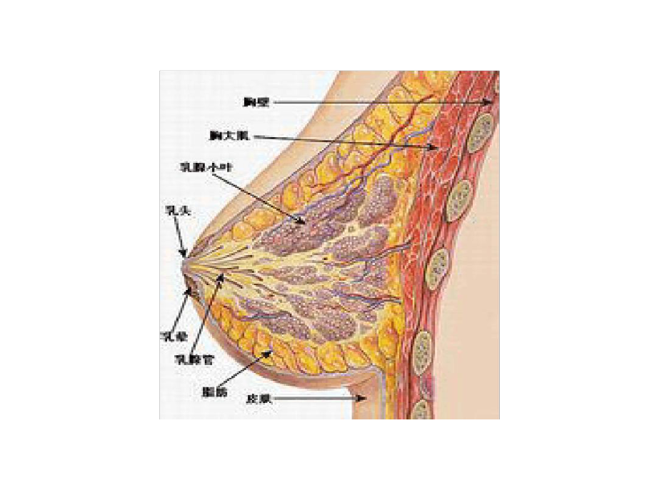 乳腺纤维瘤影像诊断课件.ppt_第2页