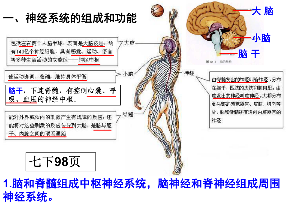 第四章生物圈中的人(神经、内分泌系统)课件.ppt_第2页