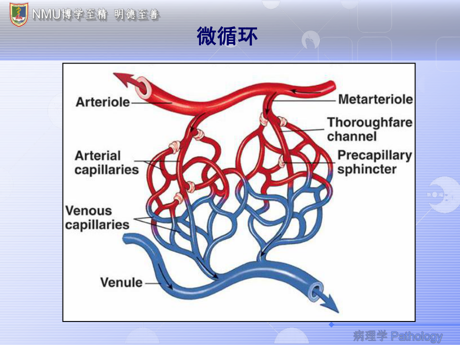 第四章局部血液循环障碍课件.ppt_第2页