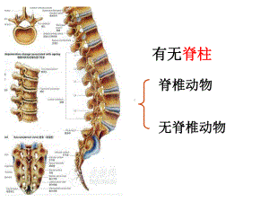 第一章+动物的主要类群复习++39课件.ppt