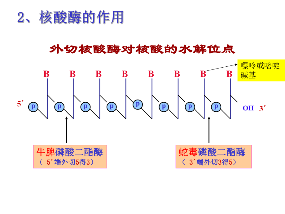 第六章 核酸化学yu代谢2课件.ppt_第3页