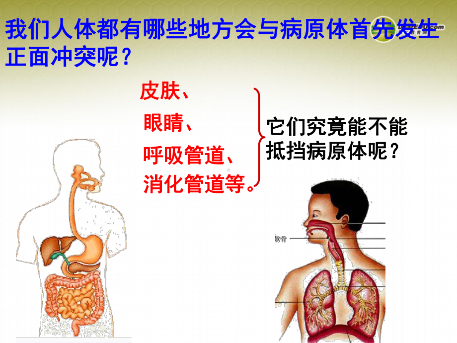 山东省淄博市高青县第三中学八年级生物下册第五章免疫和计划免疫配套课件3鲁科版.ppt_第3页