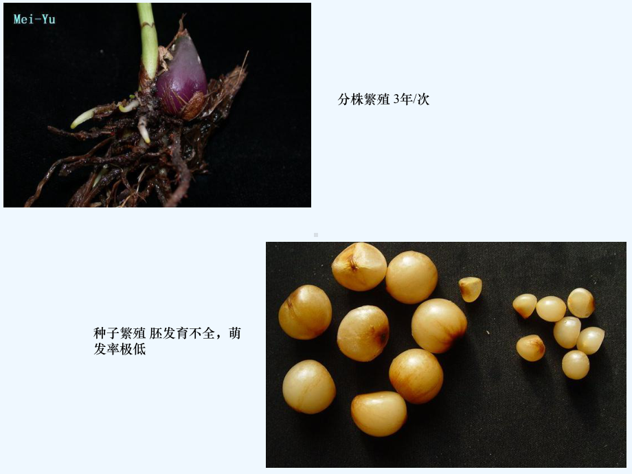 一植物细胞工程理科课件.ppt_第2页