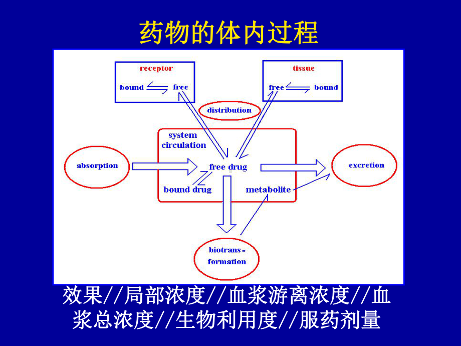 第2章药物代谢动力学liu课件.ppt_第2页