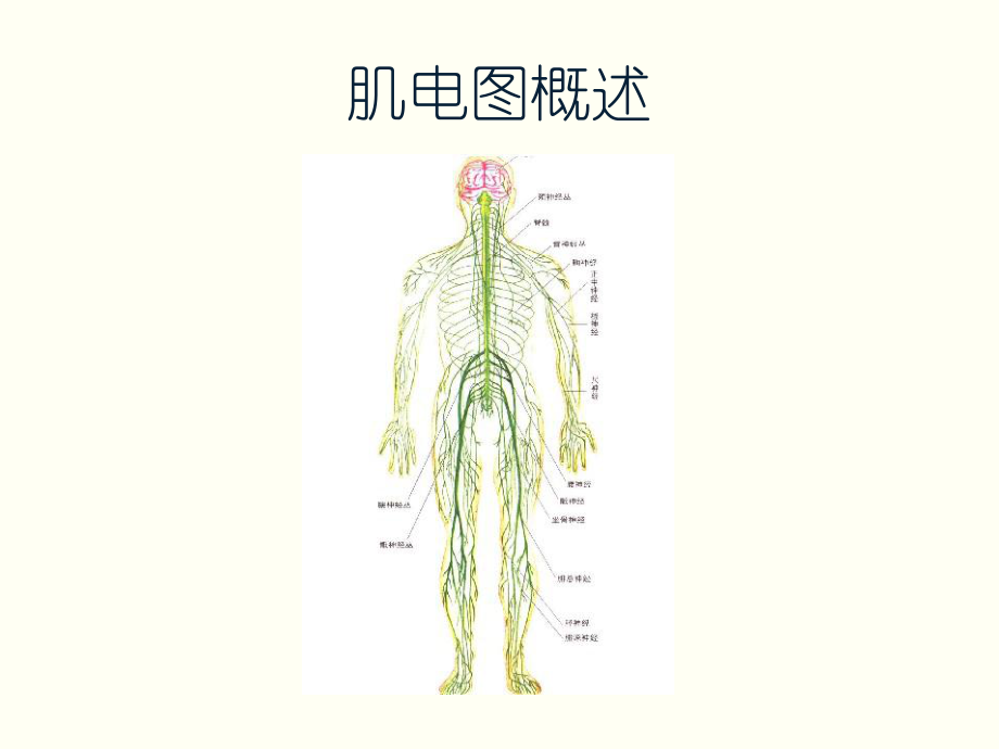 肌电图概述课件.ppt_第1页