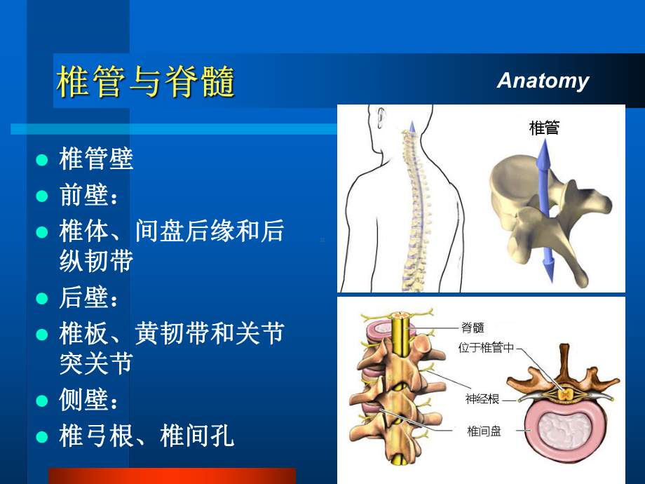 脊髓损伤发病机制及护理要点 课件.ppt_第3页