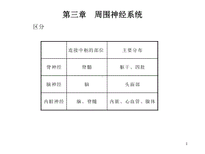 第二章周围神经系统课件.ppt