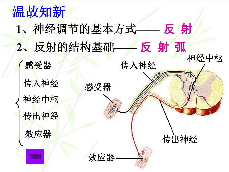 第四节激素调节2课件.ppt_第2页