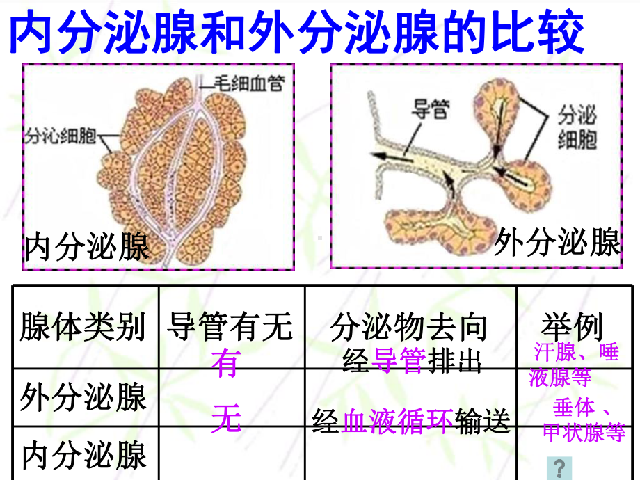 第四节激素调节2课件.ppt_第3页