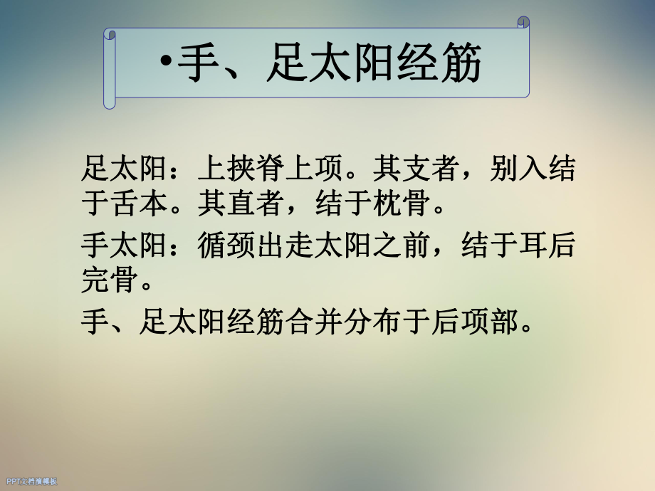 董宝强颈项部经筋课件.ppt_第3页