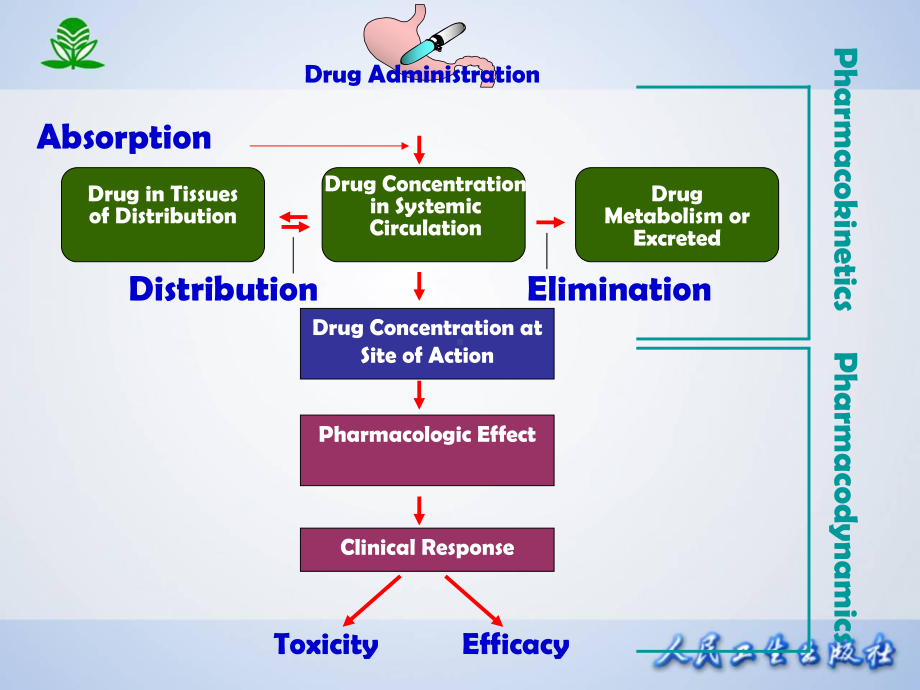 第2章药物代谢动力学课件整理.ppt_第3页