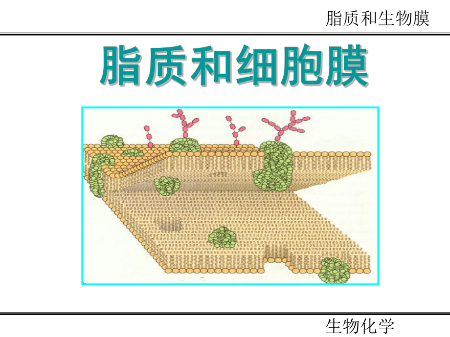 第七章脂质和细胞膜课件.ppt_第1页