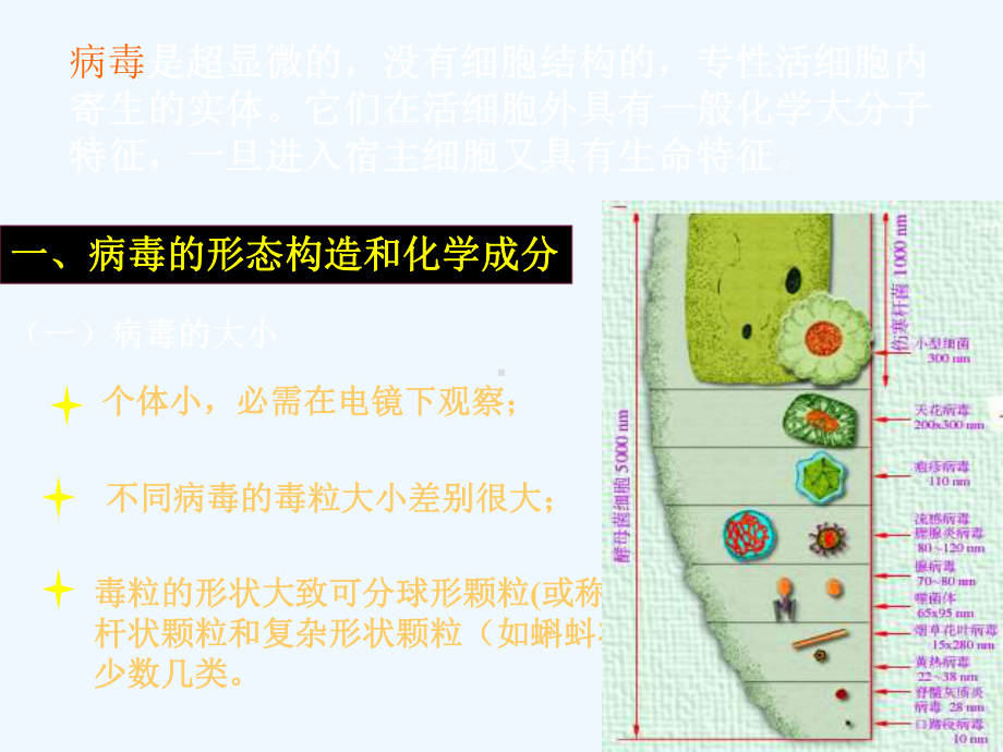 病毒和亚病毒课件.ppt_第3页