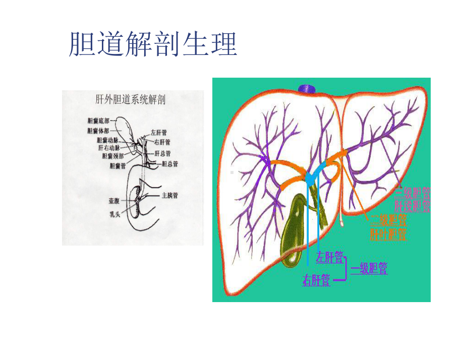 胆囊结石及其防治课件.ppt_第2页