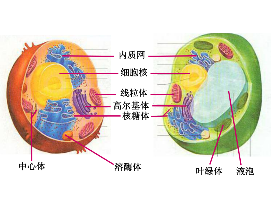 线粒体叶绿体核糖体课件.ppt_第2页