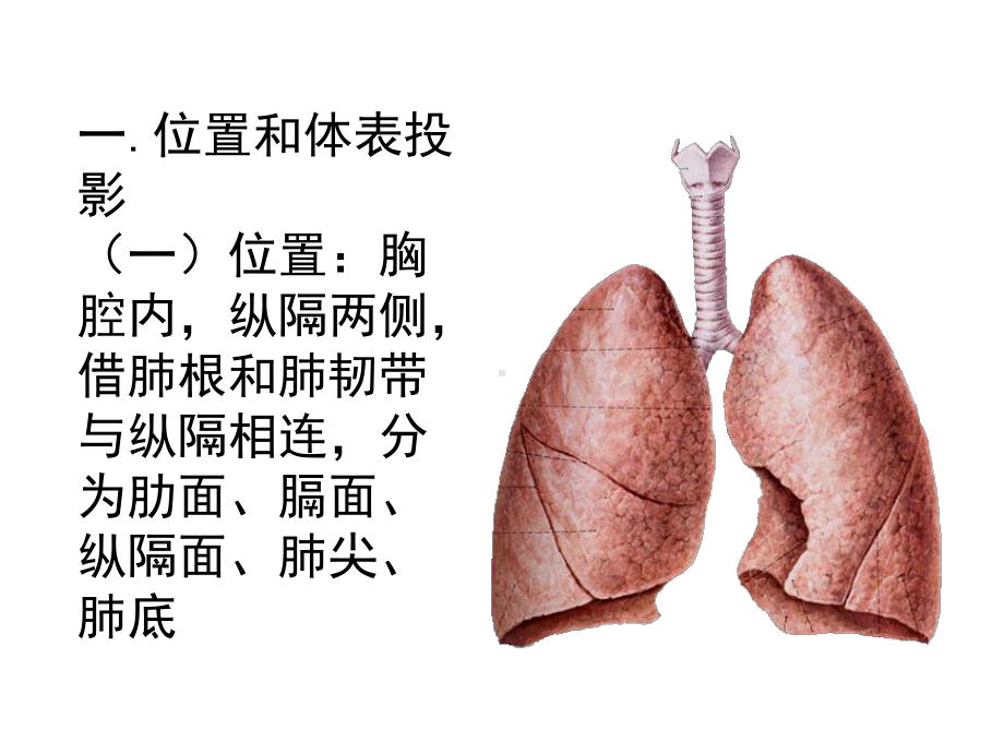 肺和胸部淋巴结课件.ppt_第2页