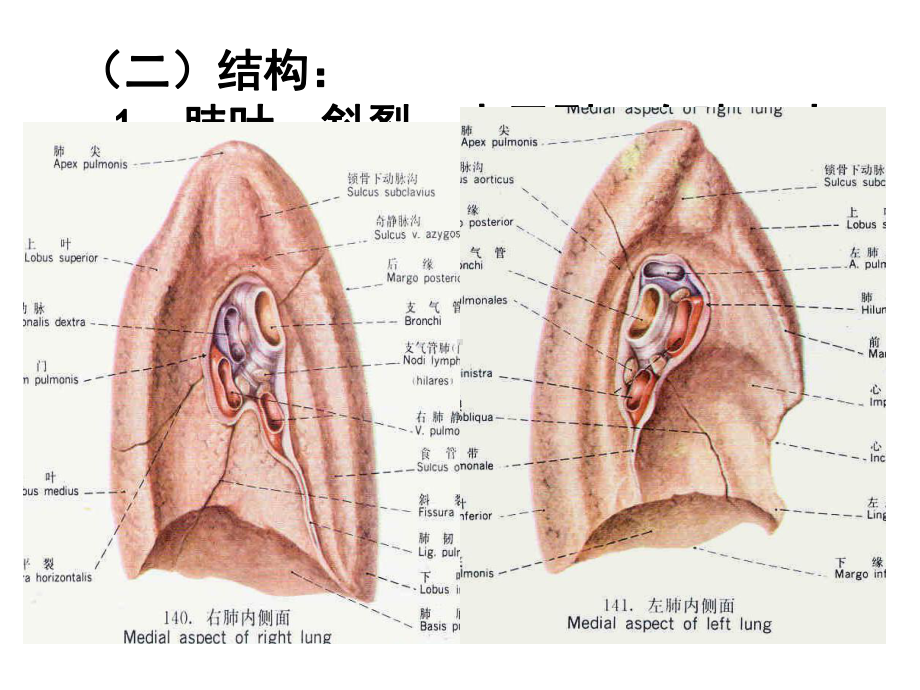 肺和胸部淋巴结课件.ppt_第3页