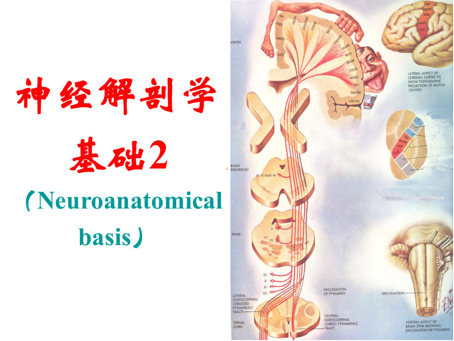 神经解剖学脊神经课件.ppt_第2页